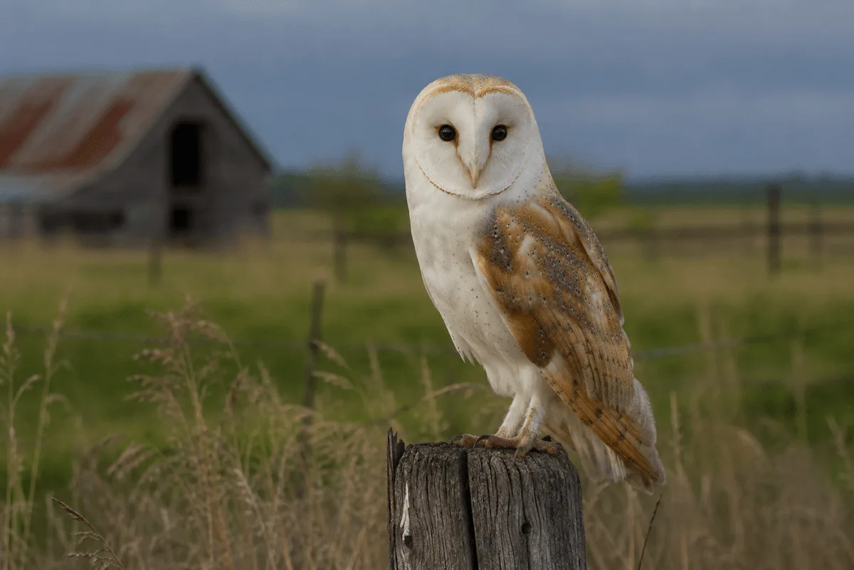 Barn Owl