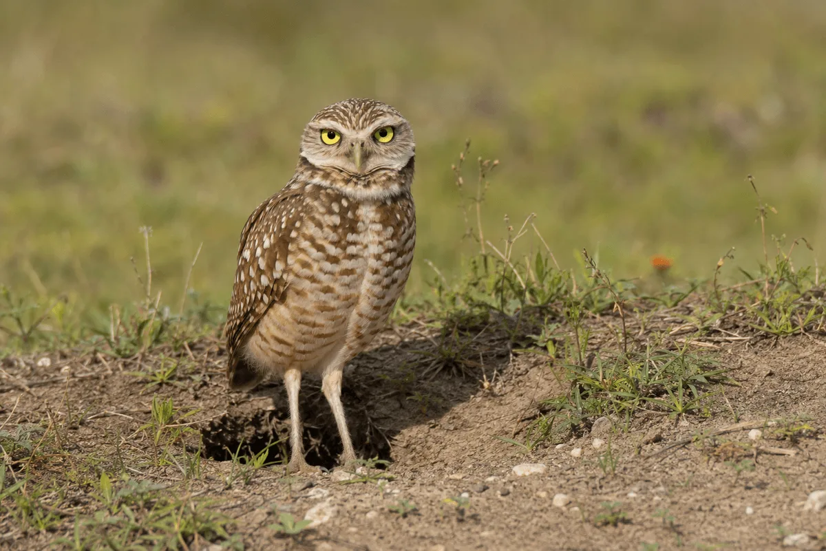 Burrowing Owl