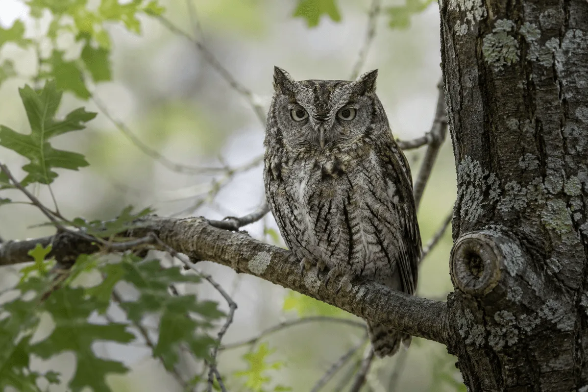Eastern Screech-Owl