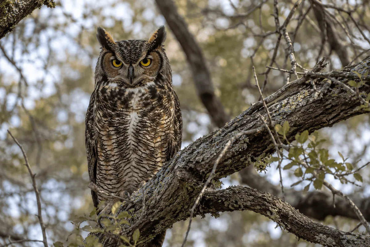 Great Horned Owl