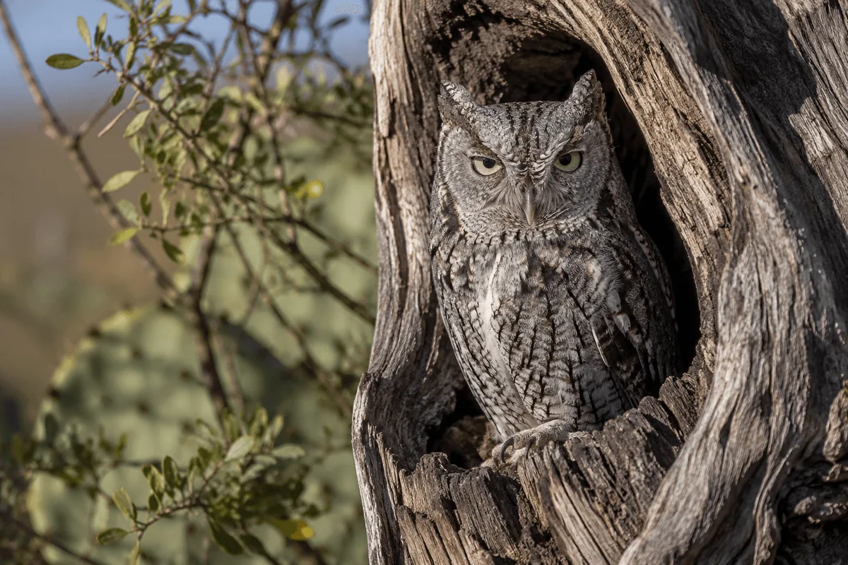 Western Screech-Owl